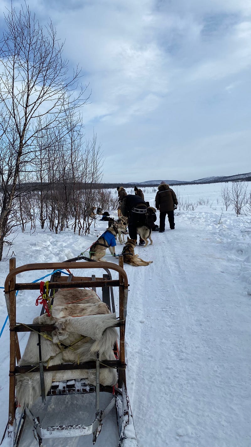 Kiruna 瑞典 哈士奇